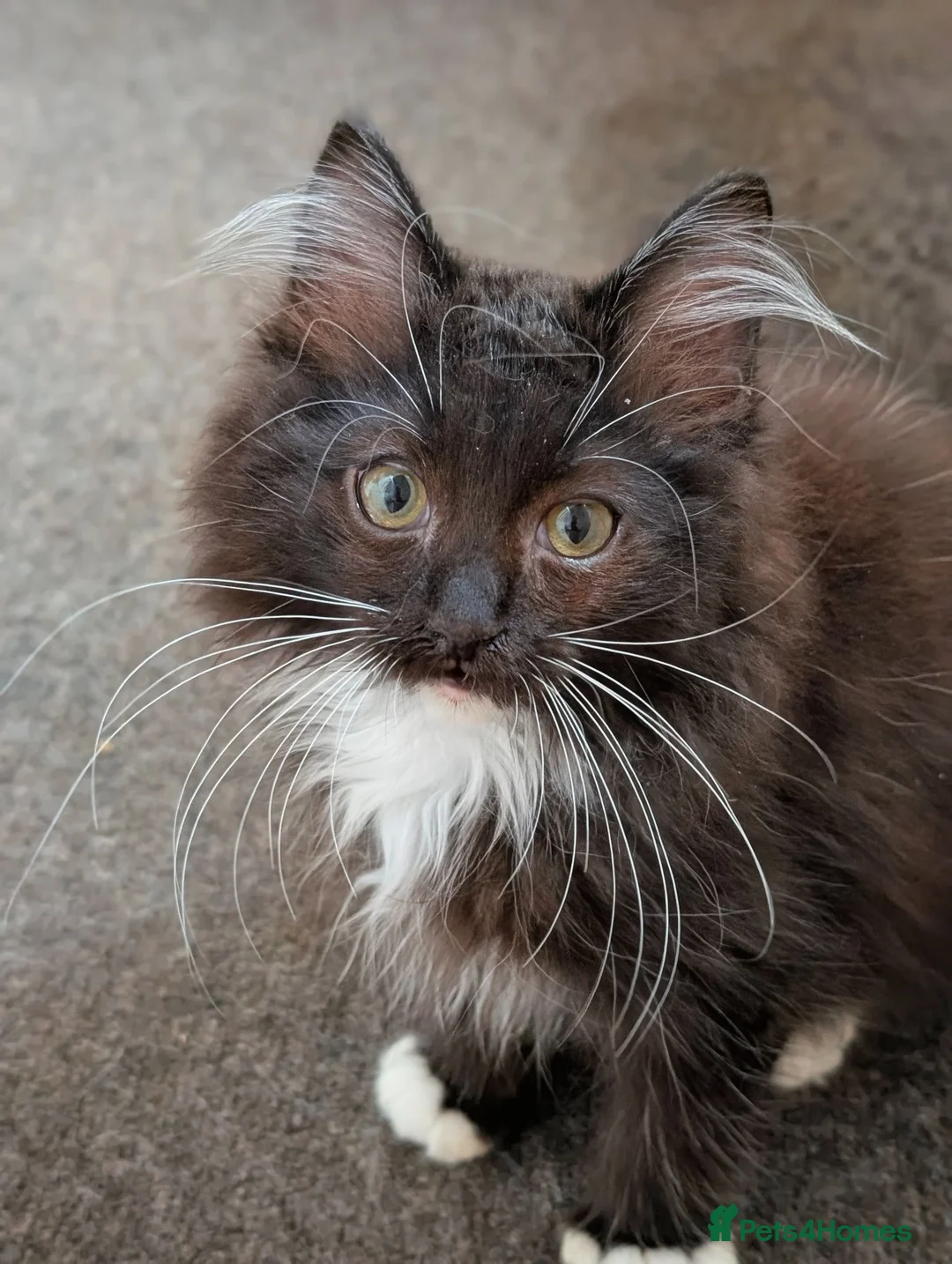 Ragdoll cats for sale: Gorgeous Fluffy Tuxedo Ragdoll Boy  - Advert 1