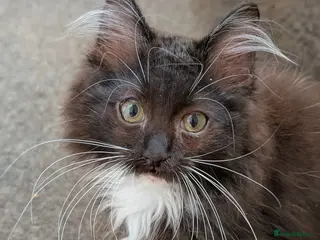 Ragdoll cats Gorgeous Fluffy Tuxedo Ragdoll Boy - Advert 1