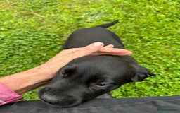 Labrador Retriever dogs for sale: Excellent KC reg-health checked home bred line - Image 19