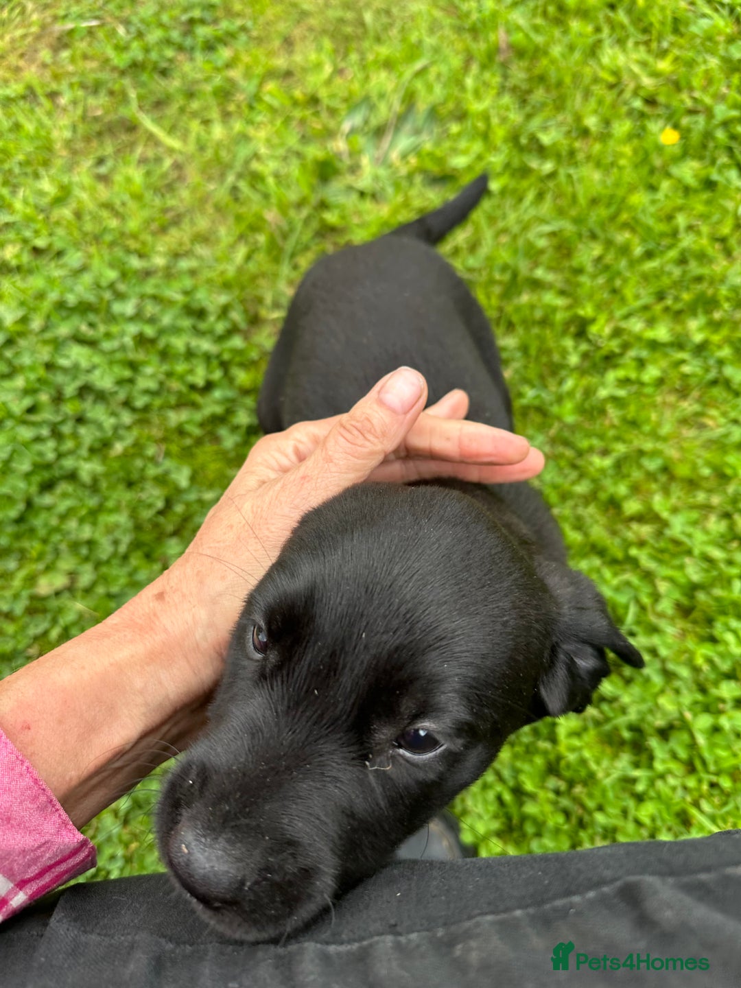 Labrador Retriever dogs for sale: Excellent KC reg-health checked home bred line - Image 19
