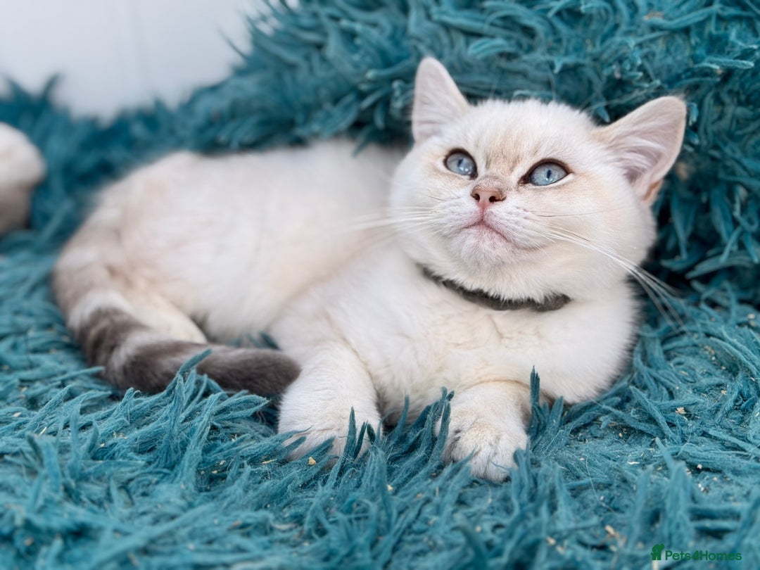British Shorthair cats for sale: Beautiful Blue Gold & Choc Gold Colourpoint boys - Image 13