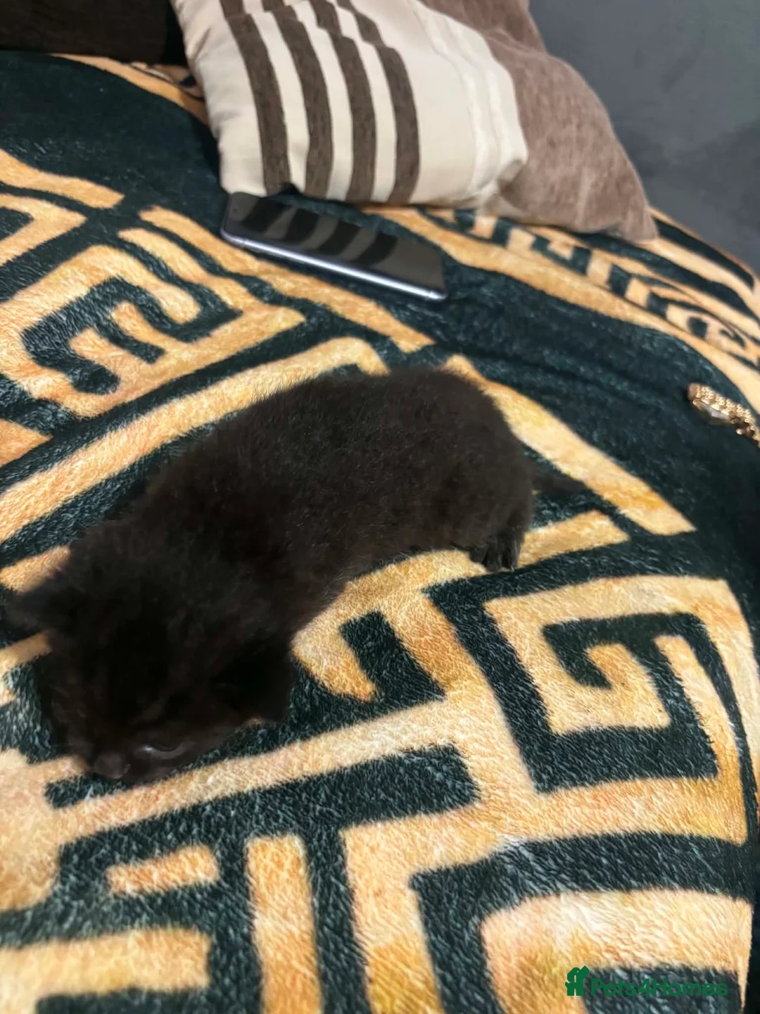 Mixed Breed cats for sale: Adorable black kittens looking for home. in Dover - Advert 3