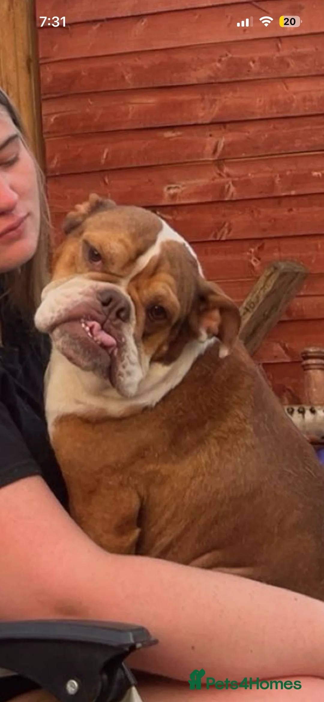 Mixed Breed dogs for sale: One female bullador  - Advert 3