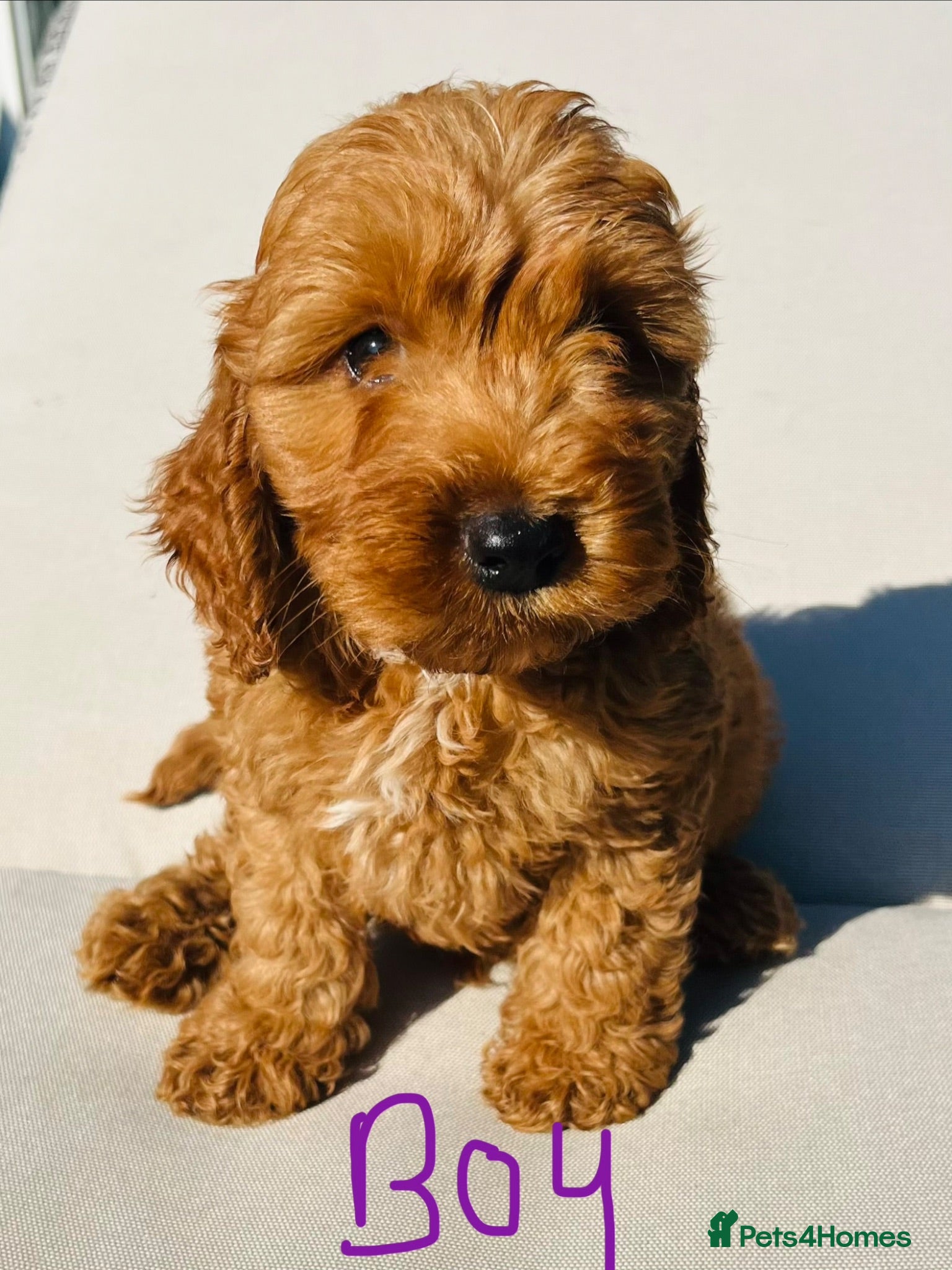 Cockapoo dogs F1 Show cockapoos (ready now) - Advert 1