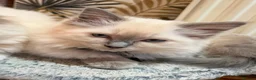Ragdoll cats for sale: Blue point female ragdoll, ready now  - Advert 3
