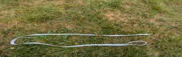 English Lop rabbits for sale: Adorable young male English lop in Towcester - Advert 20