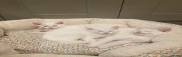 Turkish Van cats for sale: Gorgeous Turkish Van kitten - Advert 32