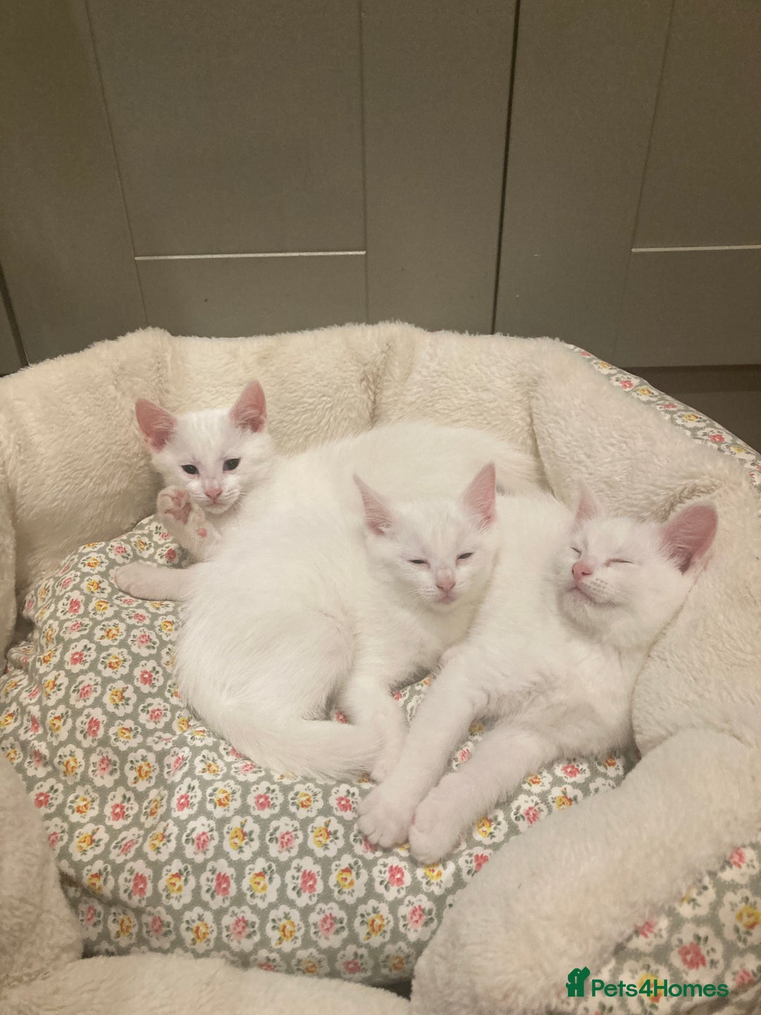 Turkish Van cats for sale: Gorgeous Turkish Van kitten - Advert 32