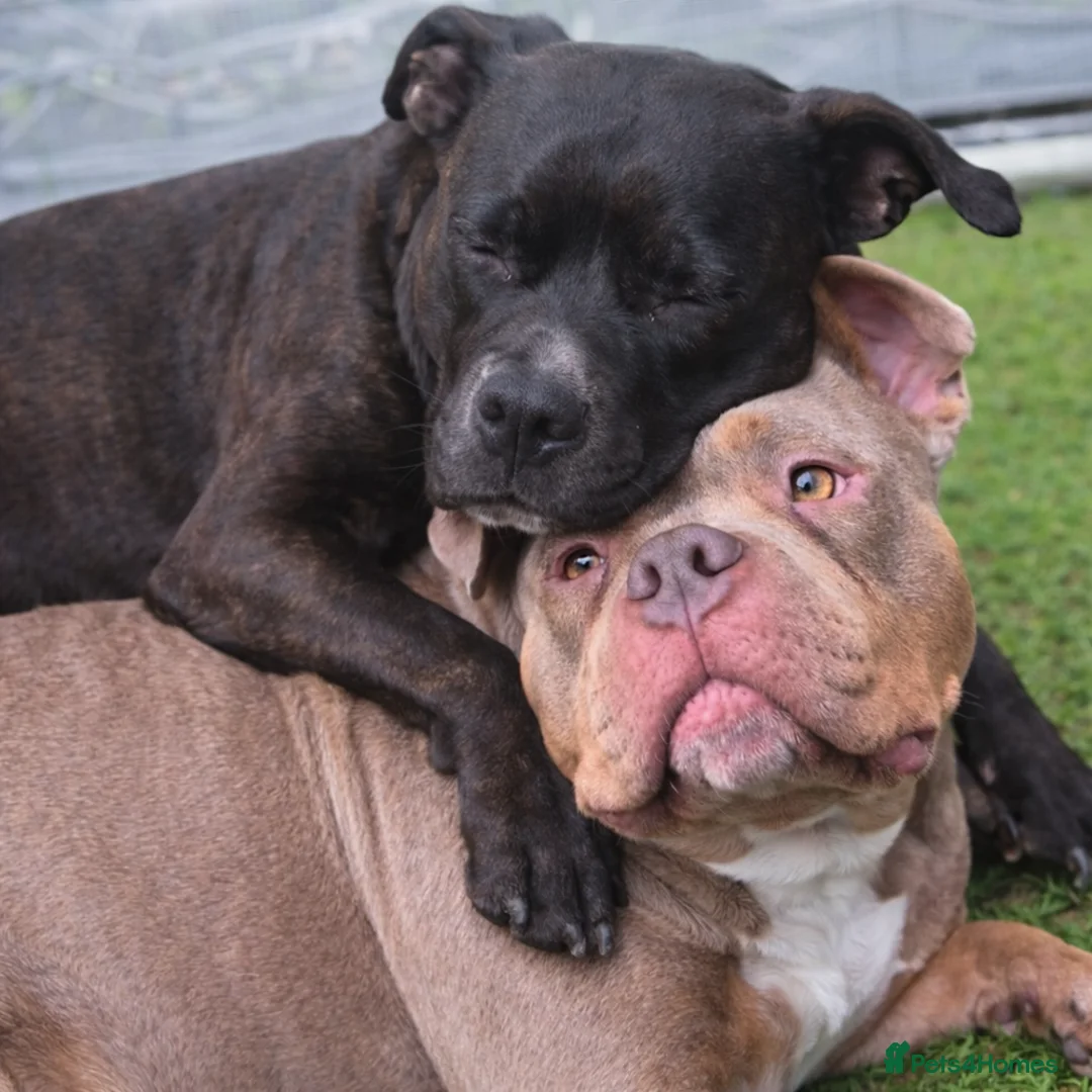 Mixed Breed dogs for sale: puppies in Stockton-on-Tees - Advert 1