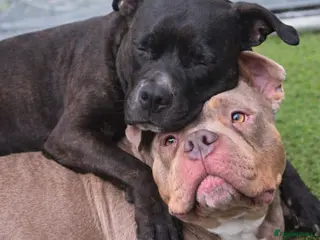 Mixed Breed dogs puppies - Advert 1