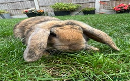 Mini Lop rabbits for sale: Mini Lop Rabbits For Sale  - Image 34