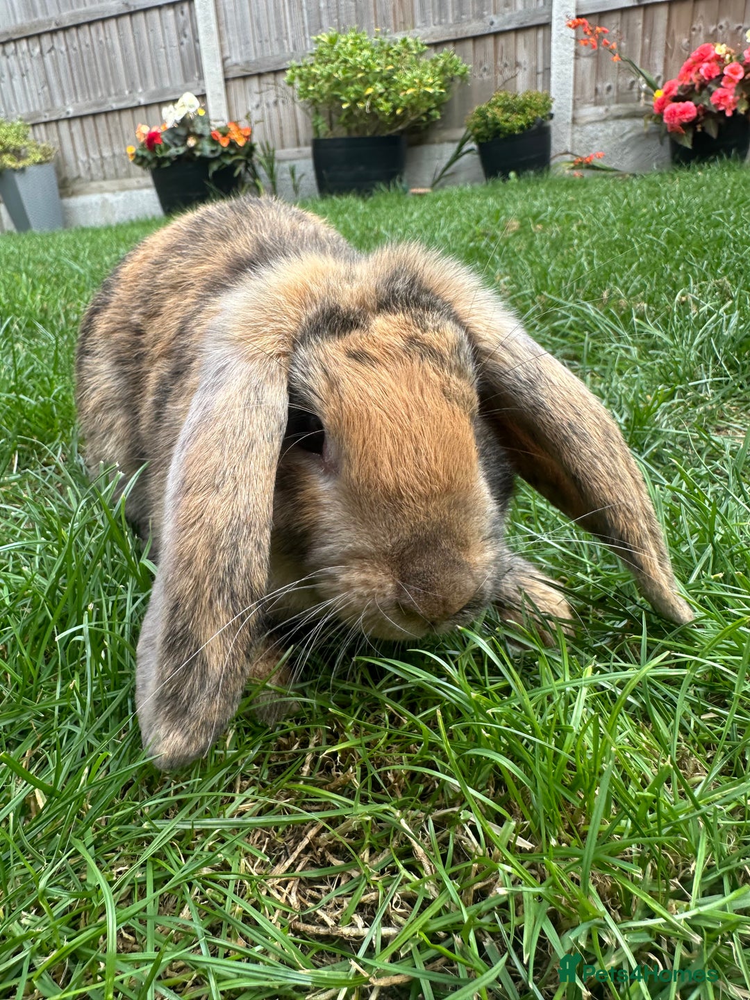 Mini Lop rabbits for sale: Mini Lop Rabbits For Sale  - Image 34