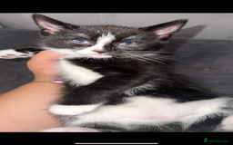 Mixed Breed cats for sale: 4 beautiful girls - Image 2