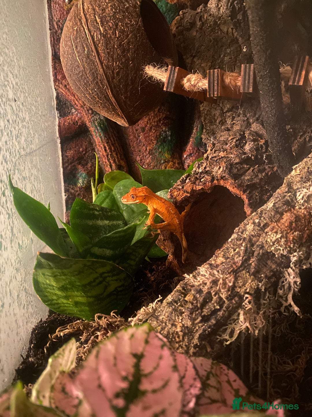 Gecko reptiles for sale: Crested Gecko with full set up - Advert 1