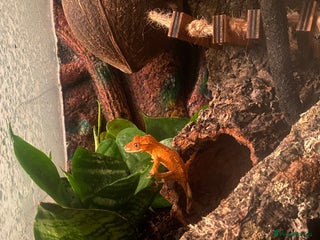 Gecko reptiles Crested Gecko with full set up - Advert 1