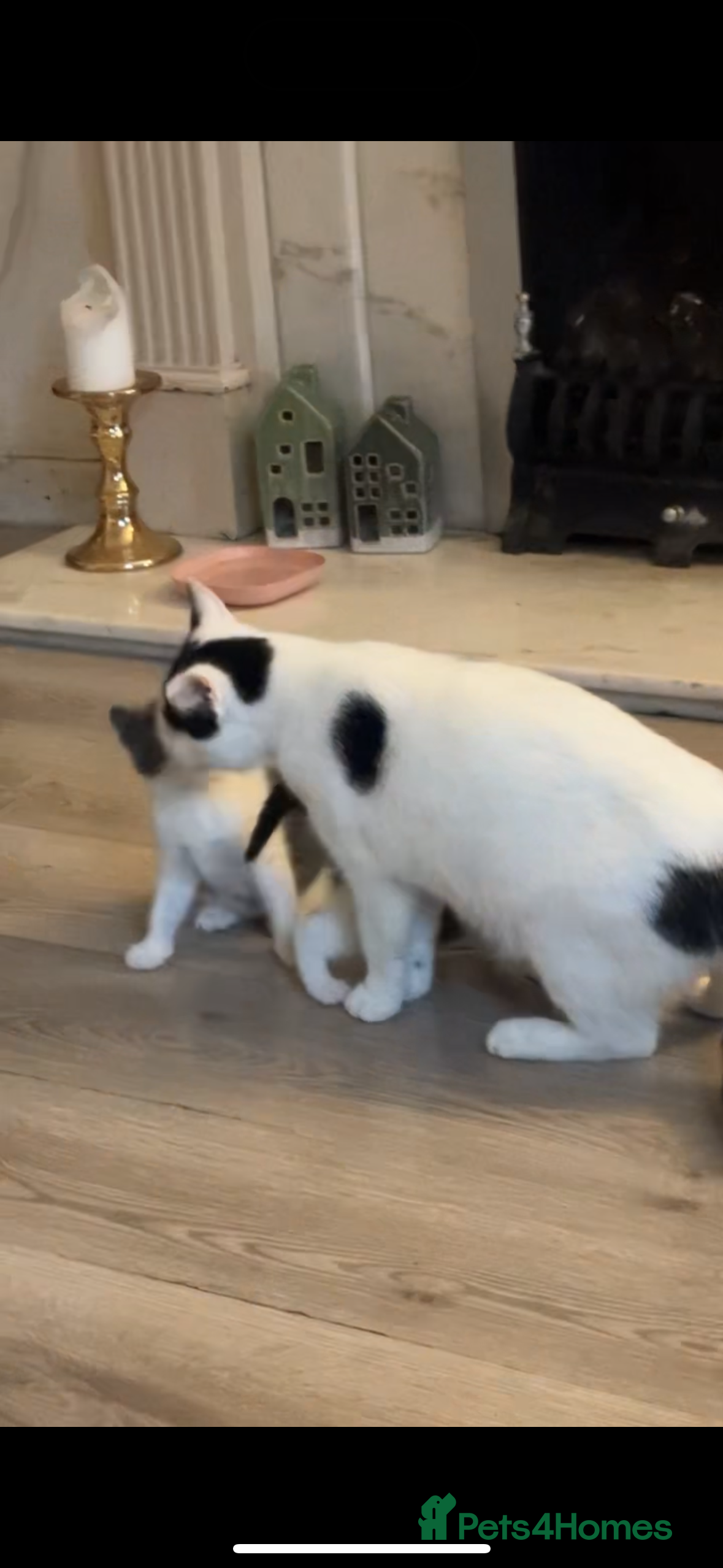Mixed Breed cats for sale: Male kitten - Advert 2