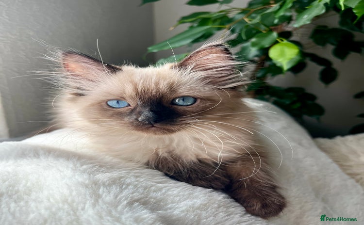 Ragdoll cats - Advert 7