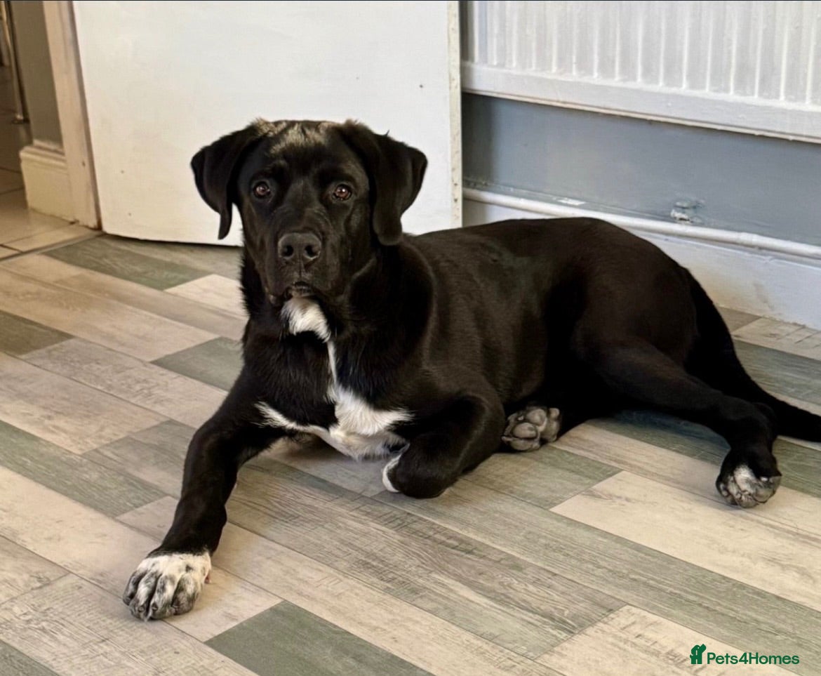 Mixed Breed dogs Cane corso x Caucasian Shepard  - Advert 1