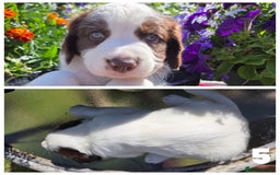 Sprollie dogs for sale: Sprollie puppies - Image 8