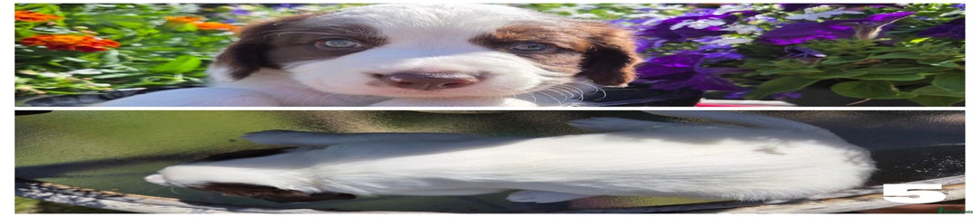 Sprollie Puppy 5