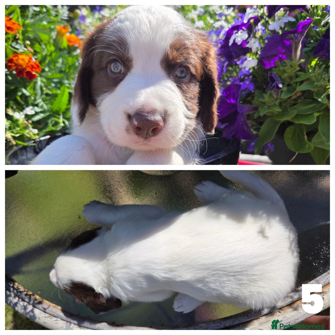 Sprollie dogs for sale: Sprollie puppies - Image 8