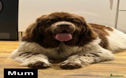 Newfoundland dogs for sale: QUALITY KC REGISTERED NEWFOUNDLAND PUPPIES - Image 10