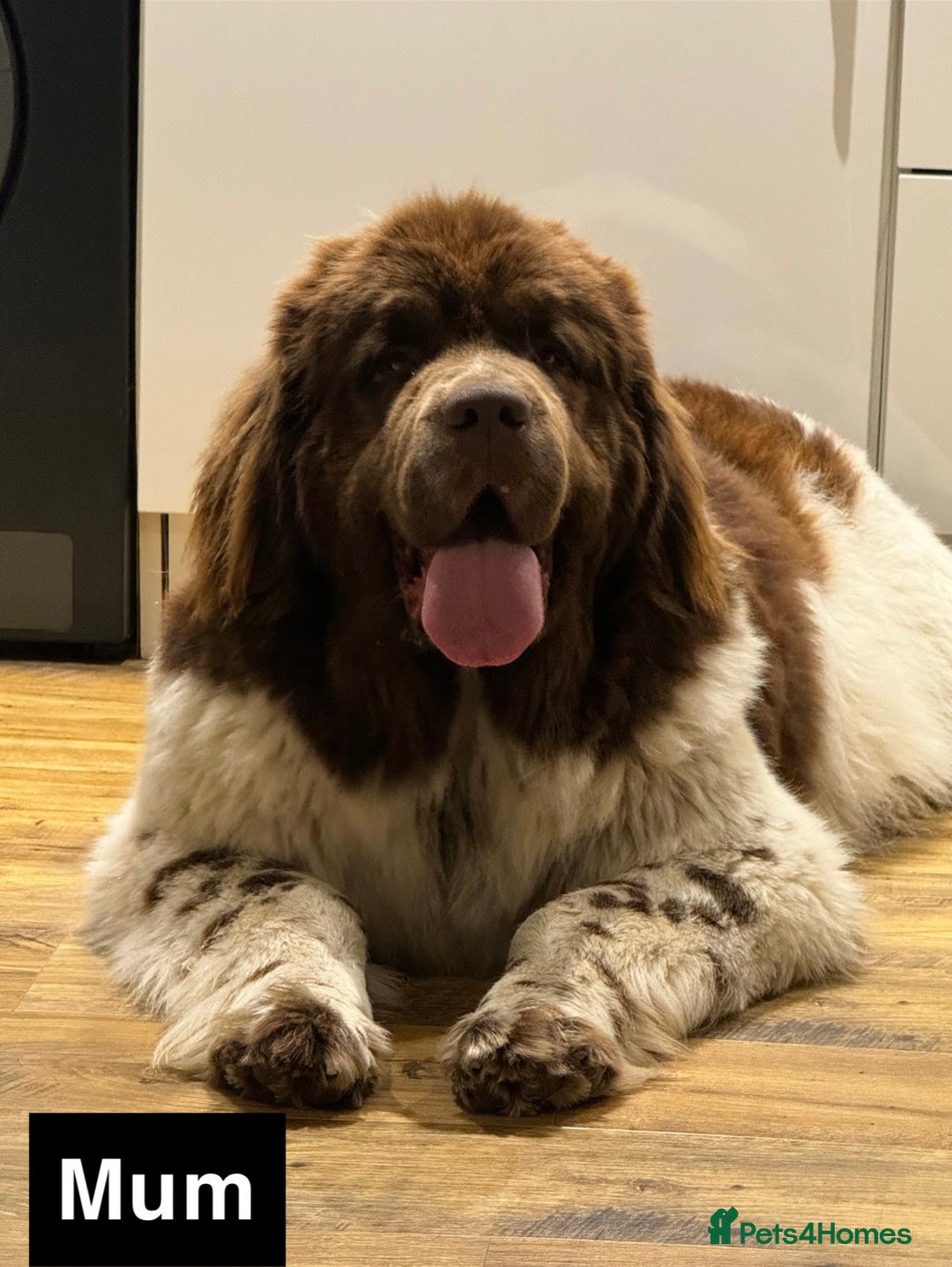 Newfoundland dogs for sale: QUALITY KC REGISTERED NEWFOUNDLAND PUPPIES - Image 10