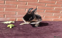 Rex rabbits for sale: Mini Rex Buck - Image 5