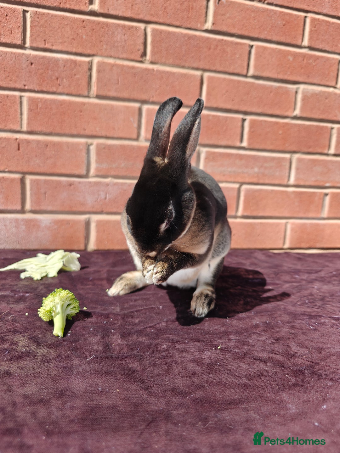 Rex rabbits for sale: Mini Rex Buck - Image 5