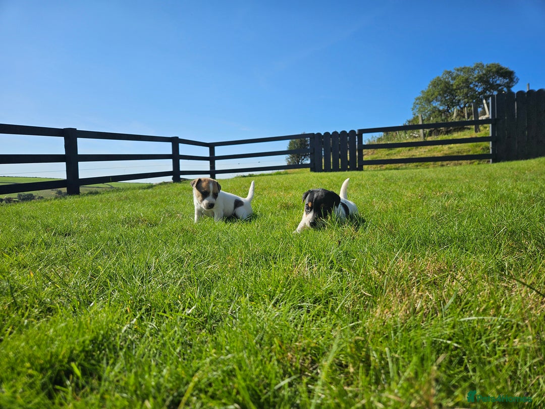 Jack Russell dogs for sale: Traditional Jack Russell Puppies - Image 5