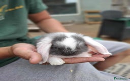 Mini Lop rabbits for sale: Mini lop bunnies  - Image 5