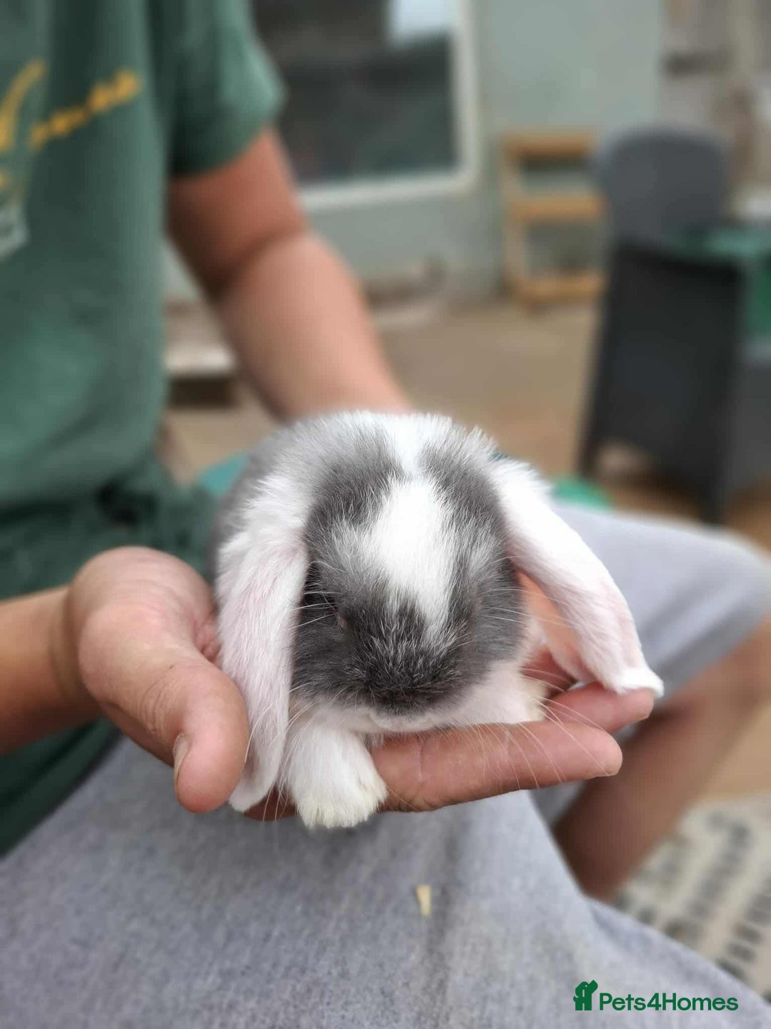 Mini Lop rabbits for sale: Mini lop bunnies  - Image 5