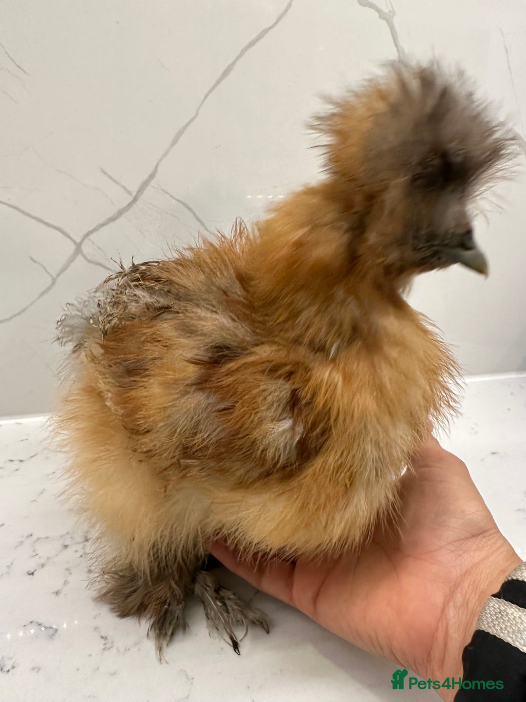 Chickens poultry for sale: Silkie and polish chicken looking for rehome  - Image 2