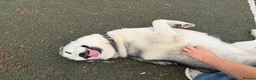 Siberian Husky dogs for sale: Male Siberian Husky - Advert 5