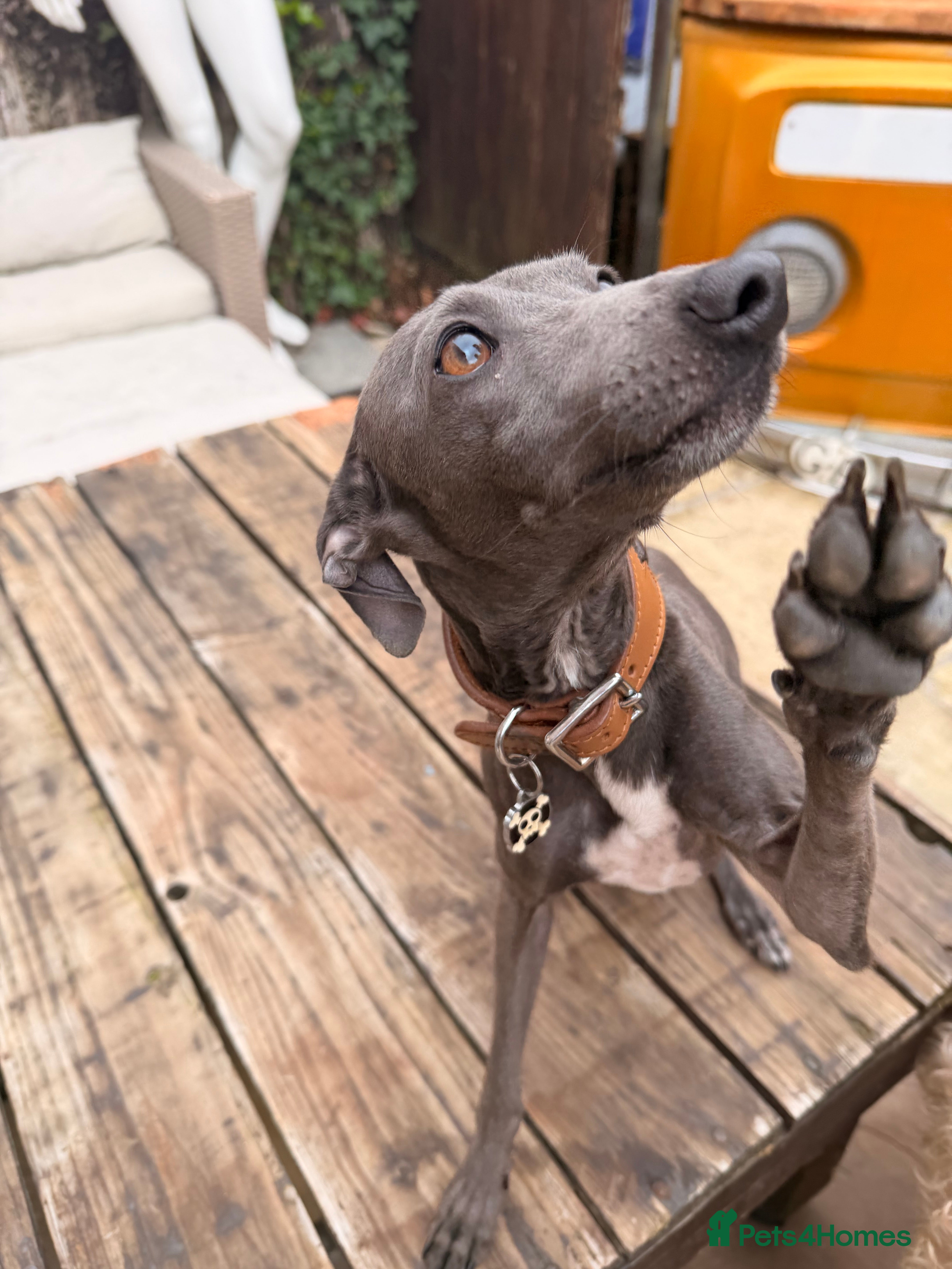 Italian Greyhound dogs Blue Italian Greyhound Available for Stud - KC Reg - Advert 4