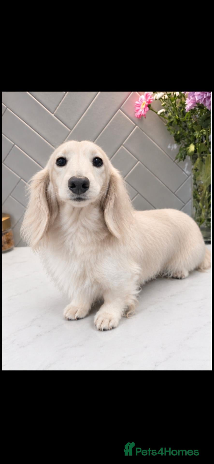 Miniature Dachshund dogs for stud: ⭐️KC ONE OF A KIND ee/ii CREAM MINI DACHSHUND⭐️ - Advert 24