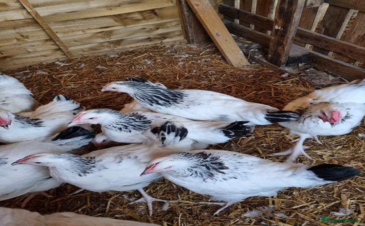 Chickens poultry for sale - Advert 1