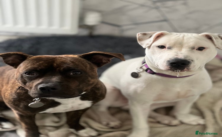 Mixed Breed dogs Staffy female, staffy x abd male - Advert 1