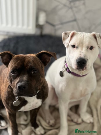 Mixed Breed dogs Staffy female, staffy x abd male - Advert 2