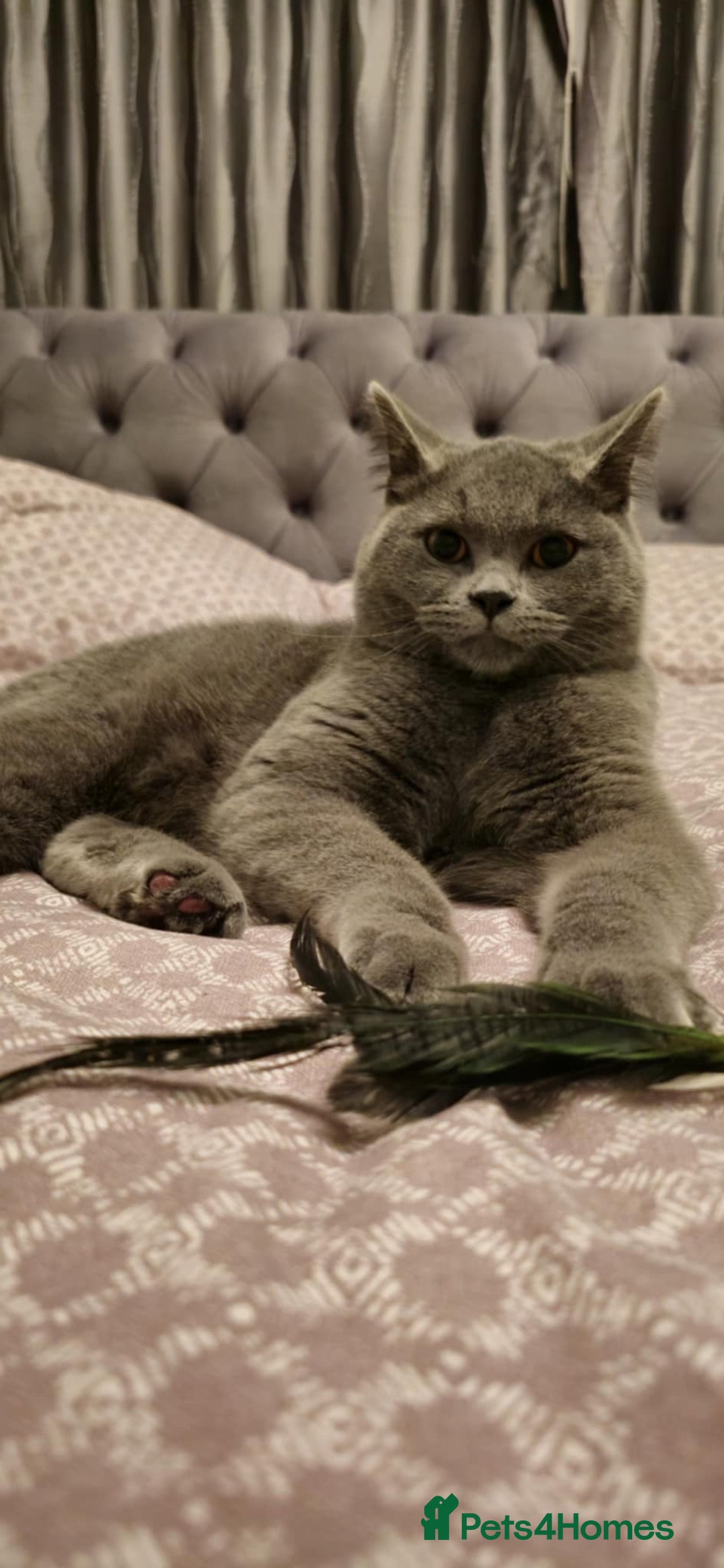 British Shorthair cats for sale: Stunning Rare Pedigree British Shorthair Brothers - Advert 23