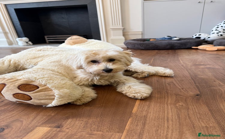 Maltipoo dogs - Advert 1