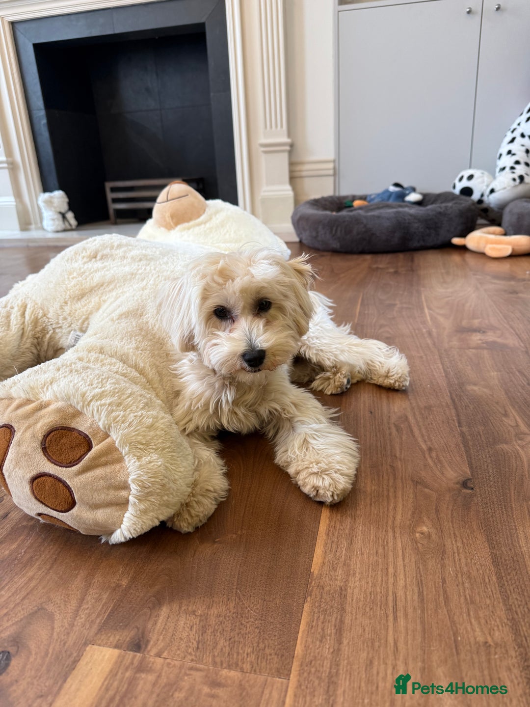 Maltipoo dogs for sale: Maltipooo little one very cute and cuddly  - Image 1