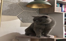 British Shorthair cats for sale: Colourpoint British Shorthair - Image 12