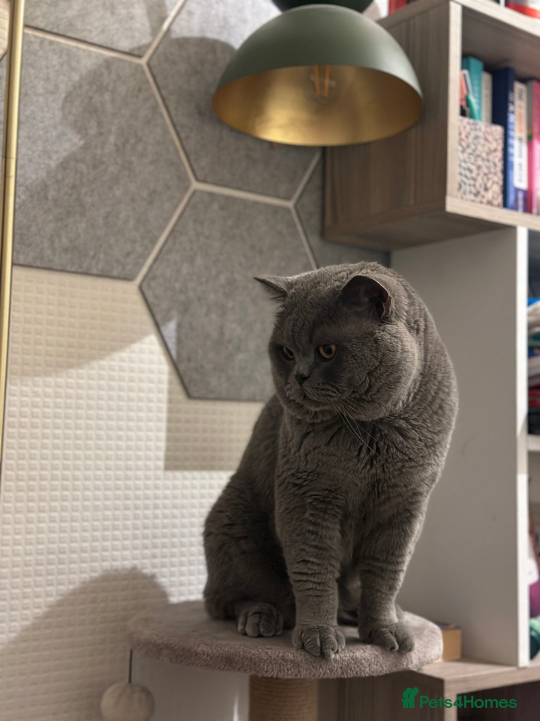 British Shorthair cats for sale: Colourpoint British Shorthair - Image 12