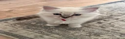 Ragdoll cats for sale: Stunning Ragdoll kittens - READY TO LEAVE NOW!! - Advert 27