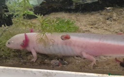 Axolotl reptiles for sale: Male axolotl for rehoming-experienced keeper only - Image 4