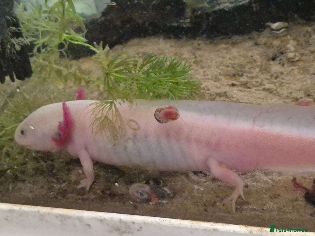 Axolotl reptiles for sale: Male axolotl for rehoming-experienced keeper only - Image 4