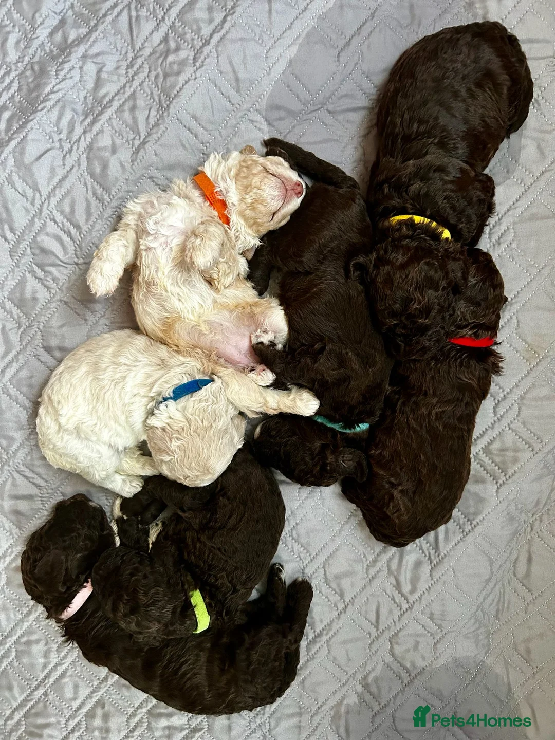 Lagotto Romagnolo dogs for sale: Lagotto Romagnolo Puppies  - Advert 23