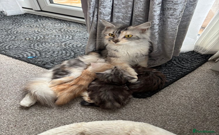 Maine Coon cats - Advert 16