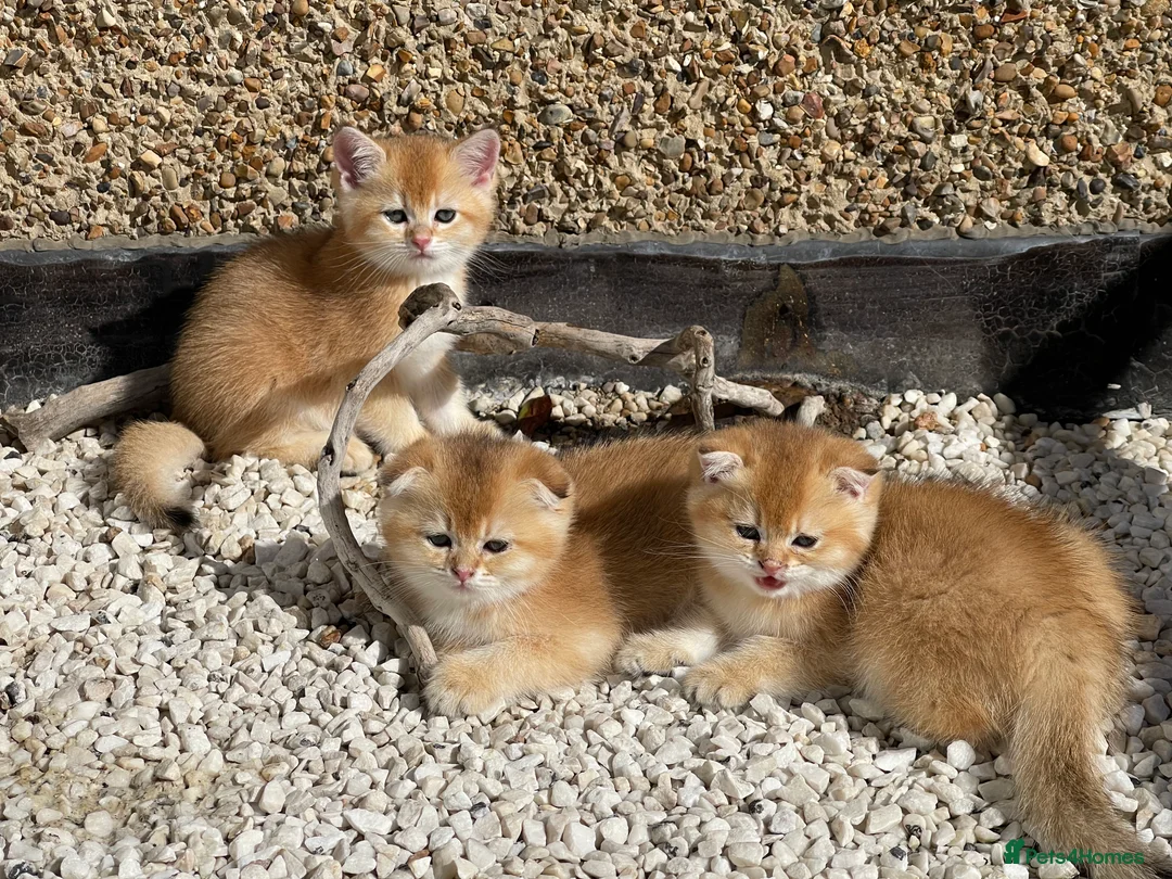 Scottish Fold cats for stud: GOLD CHINCHILLA SCOTTISH STRAIGHT PEDIGREE. STUD in London - Advert 4